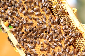 caption: Researchers say they've found a way to let queen bees pass on immunity to a devastating disease called American foulbrood. The infectious disease is so deadly, many states and beekeeping groups recommend burning any hive that's been infected. Here, a frame from a normal hive is seen in a photo from 2017.