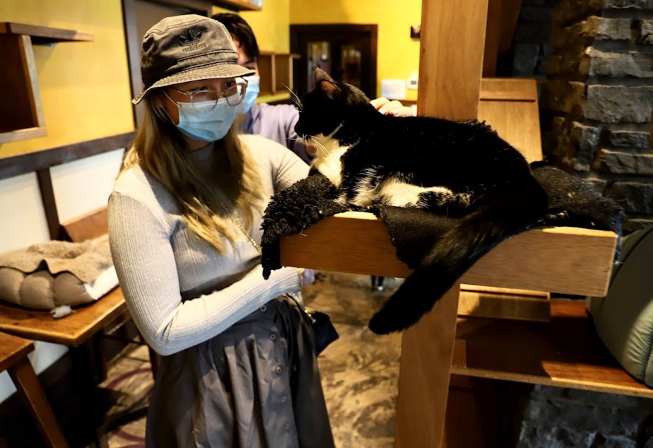 caption: Wanling Kratzman pets Oreo, a shelter cat available for adoption. 
