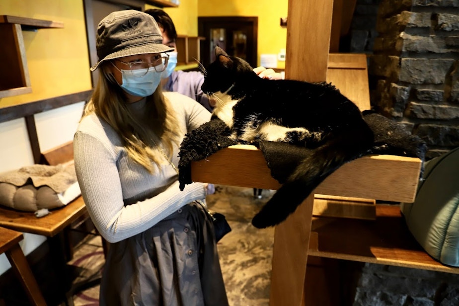 caption: Wanling Kratzman pets Oreo, a shelter cat available for adoption. 