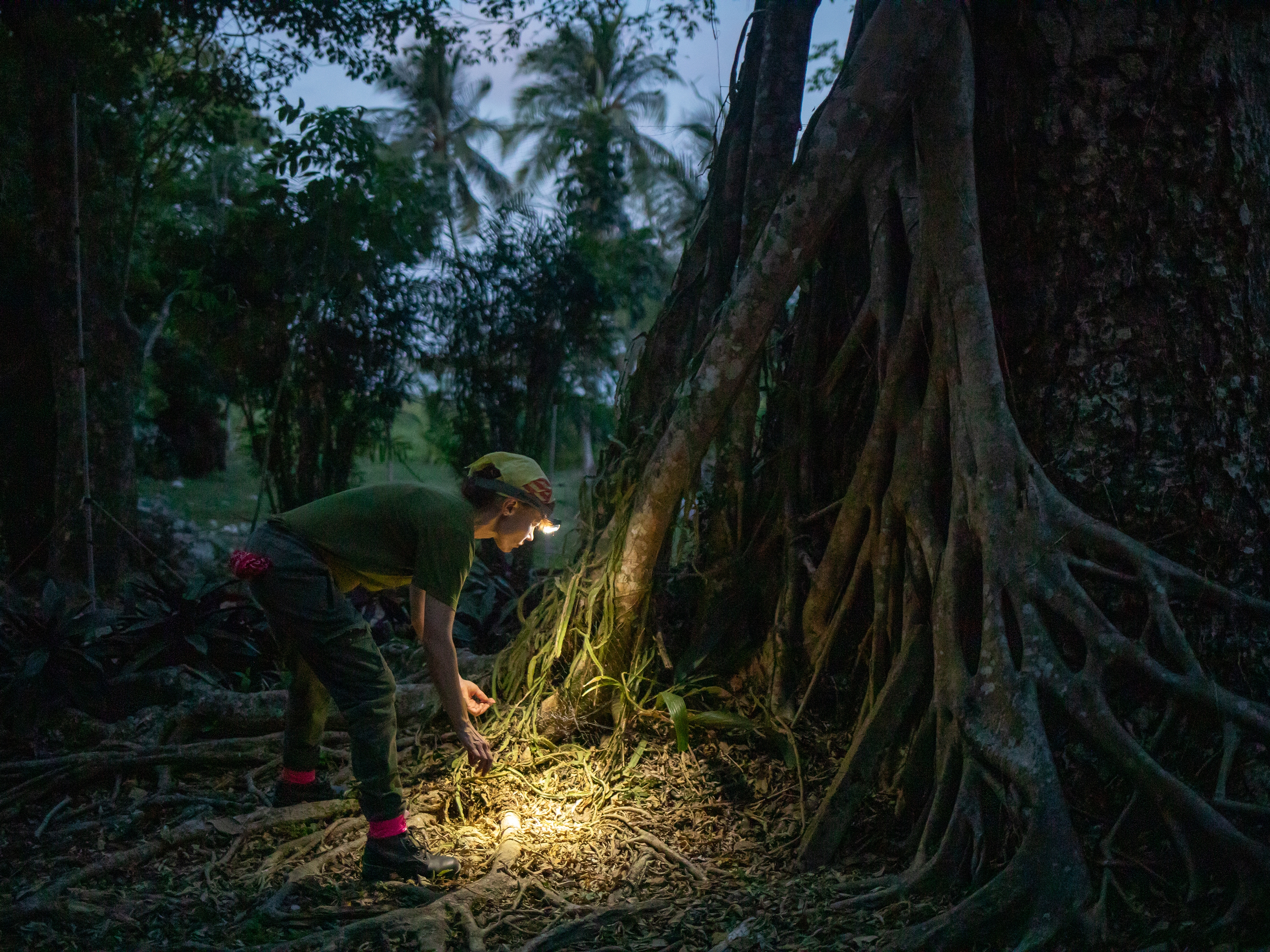 caption: Amanda Vicente Santos, a bat disease ecologist at the University of Oklahoma, inspects the base of a guanacaste tree in Belize where she intends to trap vampire bats later in the night. Scientists say they've developed an alternate method of tracking biodiversity that relies on the DNA that animals release into the environment, known as eDNA.