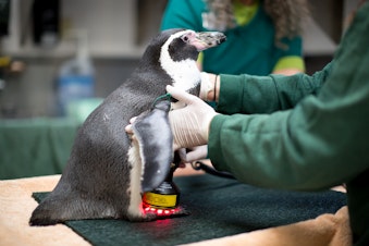 caption: Mr. Sea the penguin receives laser treatment at Seattle's Woodland Park Zoo. Click on the image for more photos of animal treatment. 