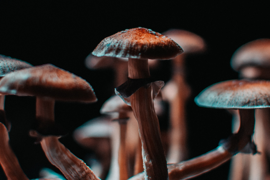magic mushrooms psilocybin generic