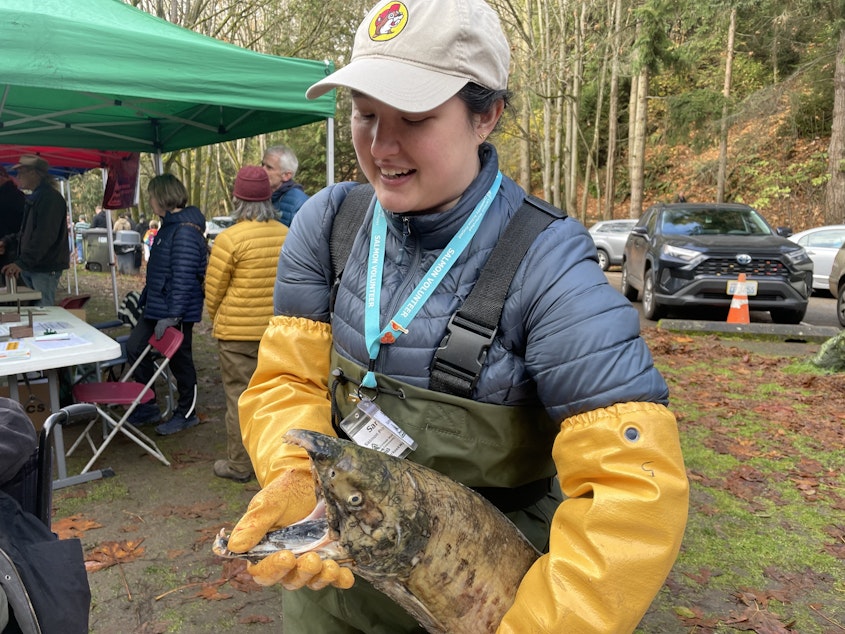 caption: Sarah Jim volunteers on the salmon survey team with Carkeek Watershed Community Action Project. She helped teach visitors about salmon biology during the 2023 salmon celebration festival at Carkeek Park. Nov. 18, 2023.