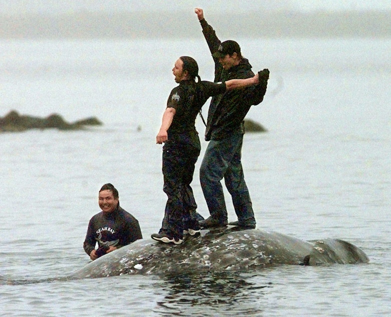 caption: Makah whalers celebrate atop a dead gray whale after a successful hunt seen in this May 17, 1999, file photo, in Neah Bay, Wash. 