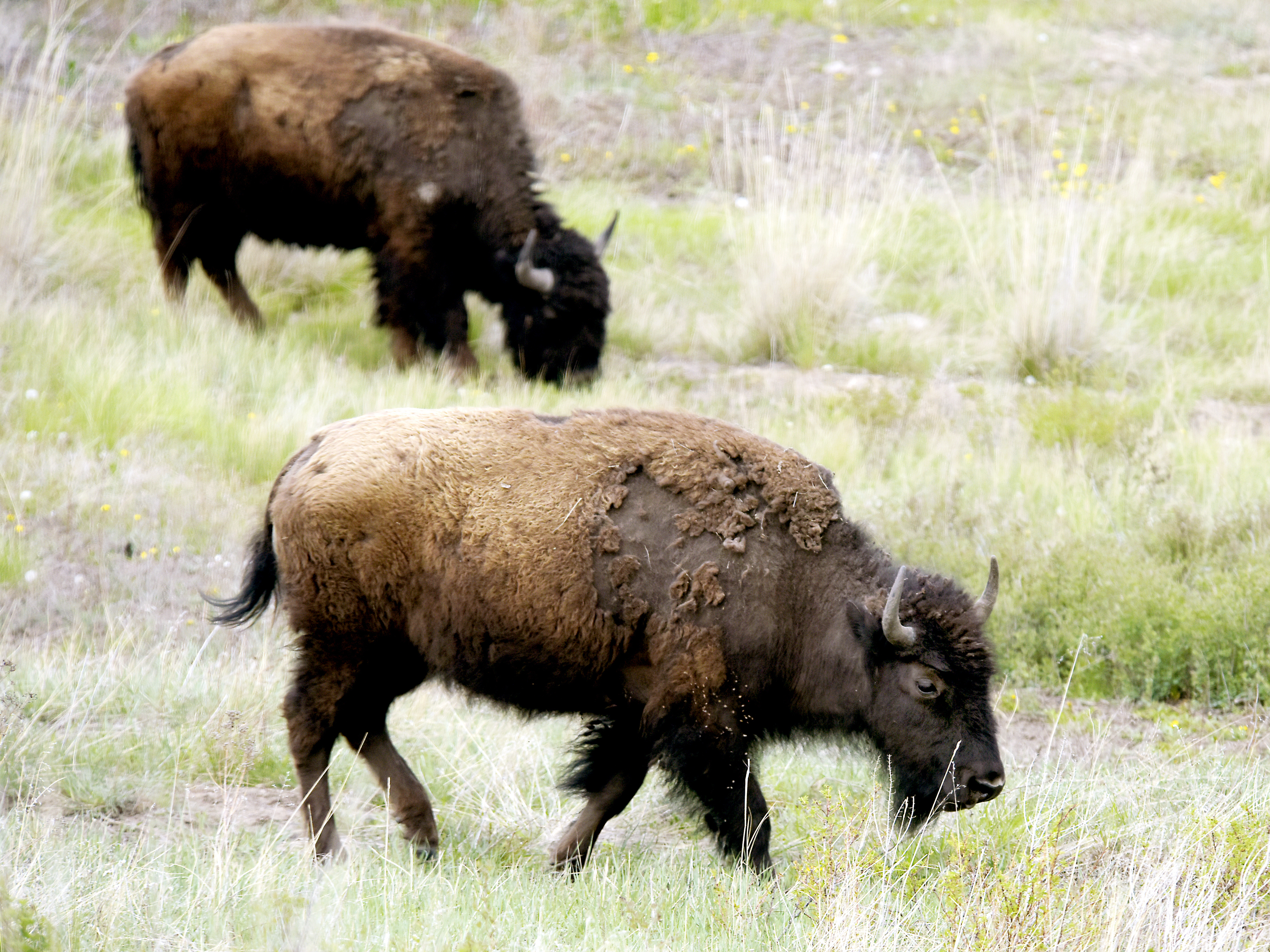 caption: A herd of bison graze near the trail inside the bison range.