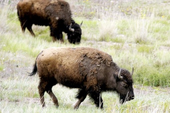 caption: A herd of bison graze near the trail inside the bison range.