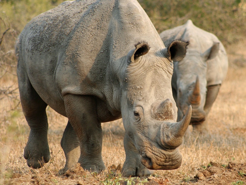 caption: Rhinos in Kwazulu Natal, South Africa. Seattle company is bioengineering rhino horns to cut down on poaching.