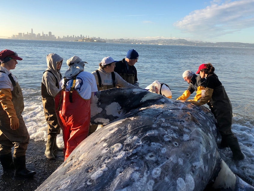 caption: A team conducts a necropsy on a gray whale at Angel Island State Park near San Francisco on May 12.