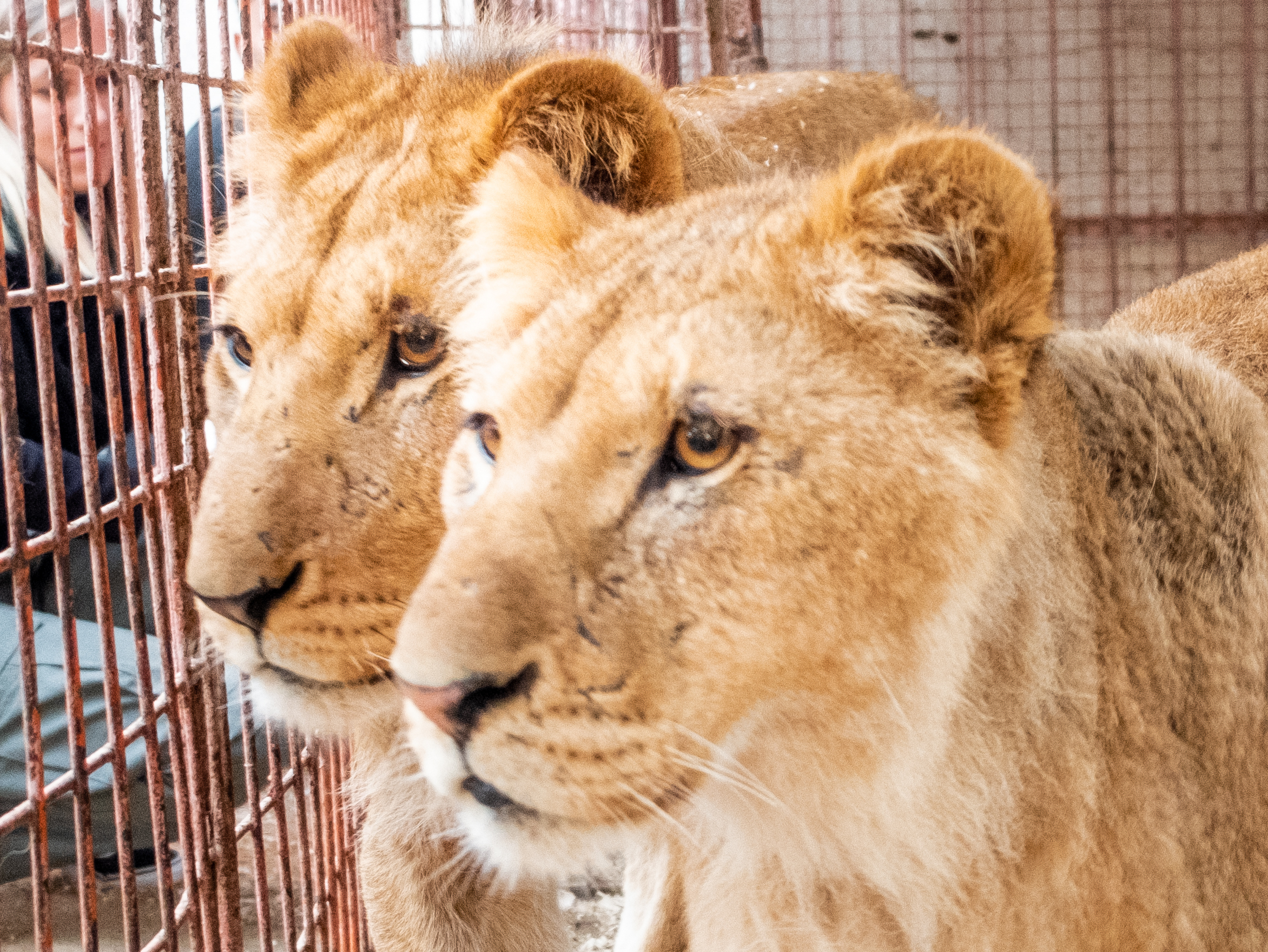 caption: Gaza Strip, Rafah | April 2019| Impressions the Rafah Zoo before the start of the most recent war in Gaza