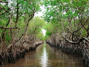 caption: Researchers say protecting mangroves that soak up carbon is a great climate solution. But they caution against programs that slap carbon offsets onto it as those offsets can be hard to verify.