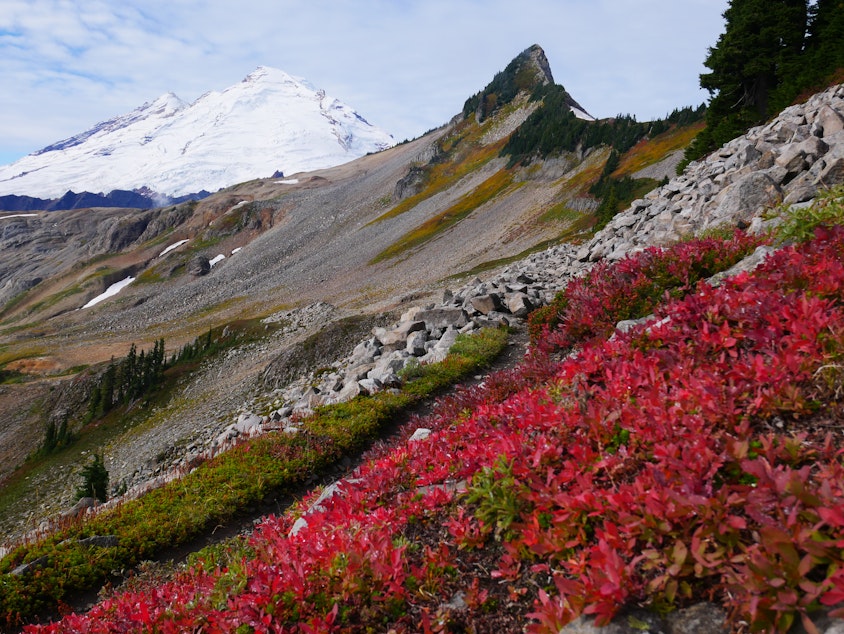 caption: Fall colors on the tundra with Coleman Pinnacle and Mount Baker in the background on Sept. 23, 2021