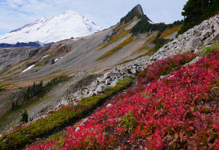 caption: Fall colors on the tundra with Coleman Pinnacle and Mount Baker in the background on Sept. 23, 2021