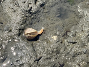 caption: A dead or dying cockle emerges from its shell on Fidalgo Bay near Anacortes on June 28, 2021.