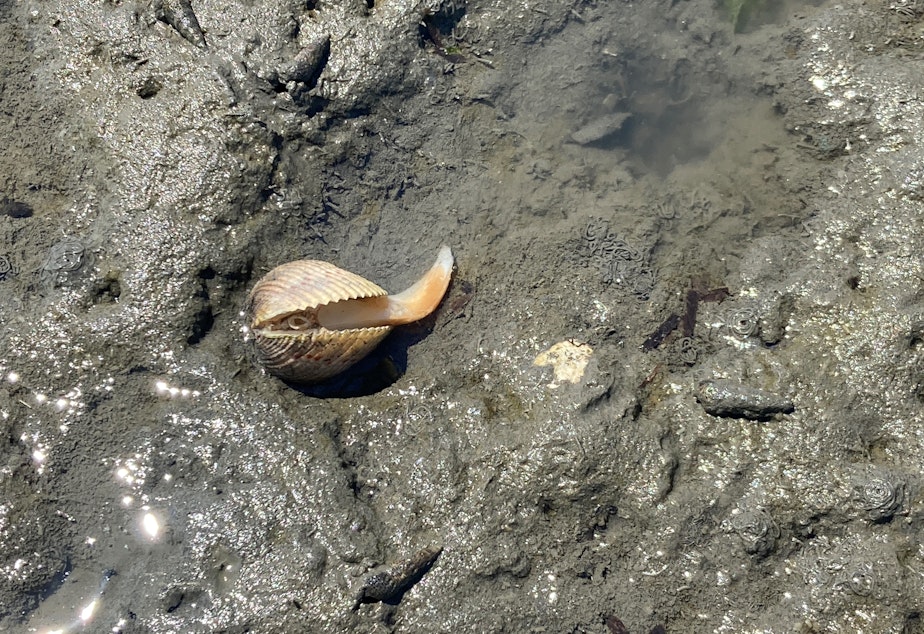 caption: A dead or dying cockle emerges from its shell on Fidalgo Bay near Anacortes on June 28, 2021.
