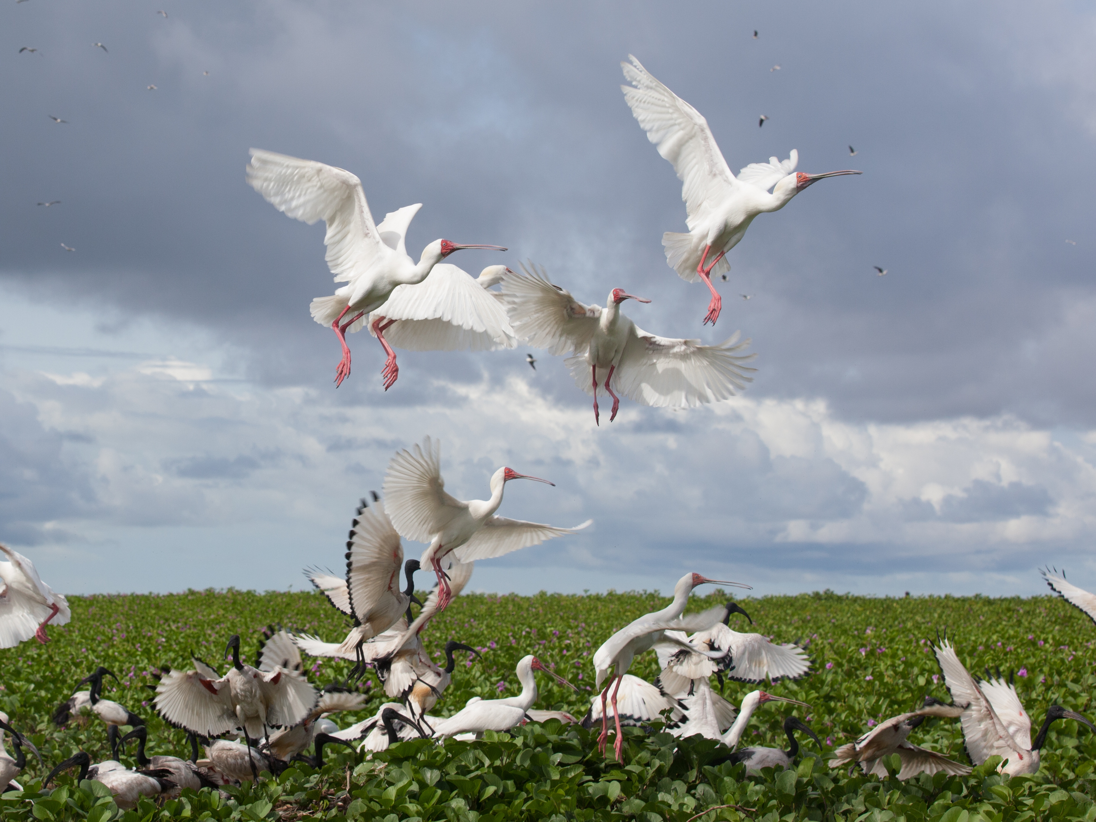 caption: Orango National Park on the Bijagós Archipelago off of the coast of Guinea-Bissau is a newly designated World Heritage Site.