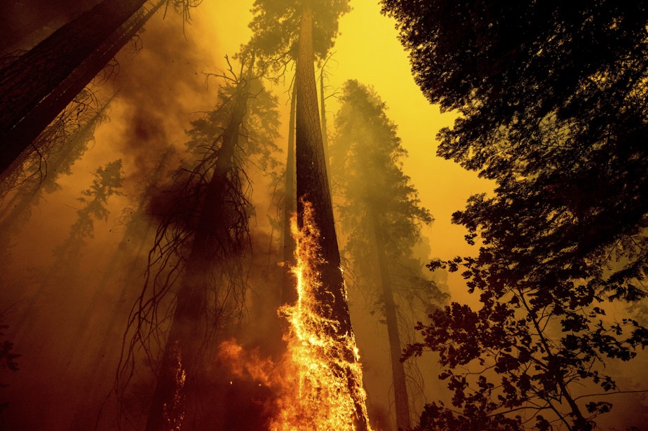 caption: Flames burn up a tree as part of the Windy Fire in the Trail of 100 Giants grove in Sequoia National Forest, Calif., on Sept. 19, 2021. (Noah Berger/AP)