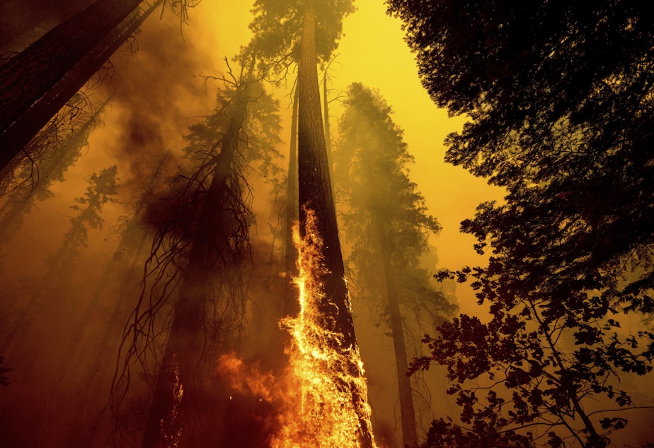 caption: Flames burn up a tree as part of the Windy Fire in the Trail of 100 Giants grove in Sequoia National Forest, Calif., on Sept. 19, 2021. (Noah Berger/AP)