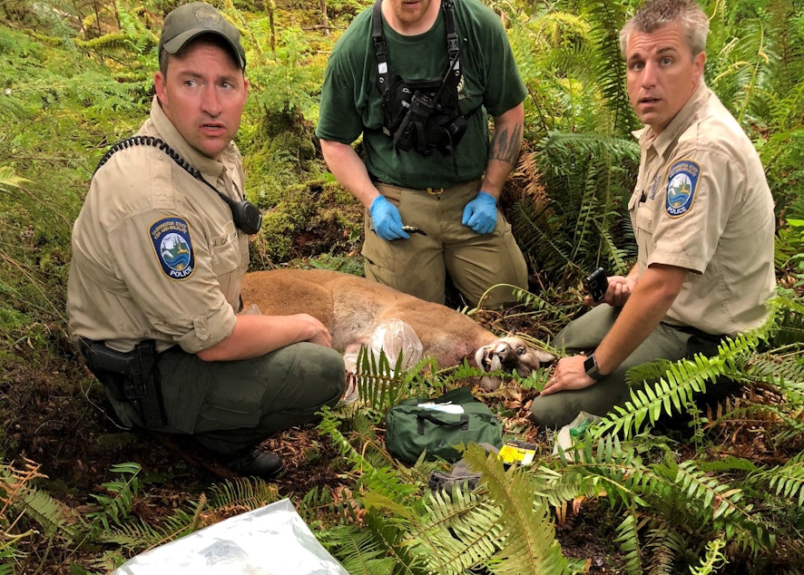 caption: The cougar that killed SJ Brooks while they were mountain biking over the weekend.