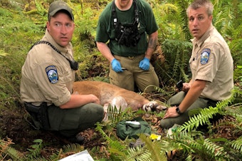 caption: The cougar that killed SJ Brooks while they were mountain biking over the weekend. 