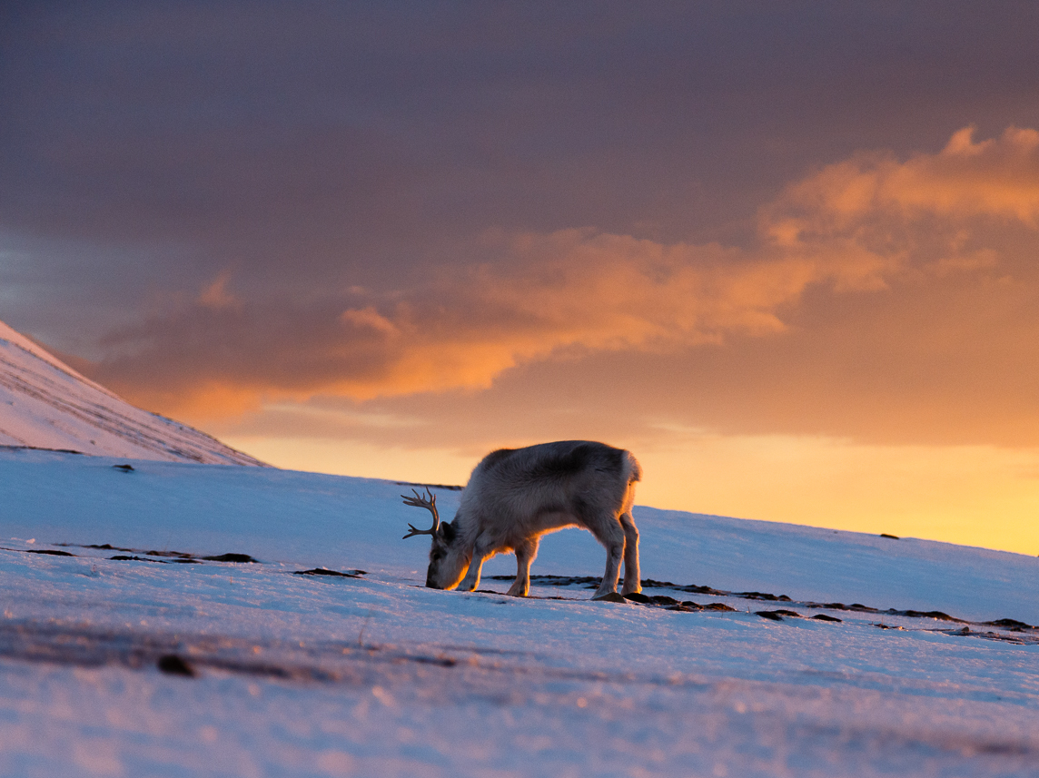 caption: A Svalbard reindeer snuffles through the snow.