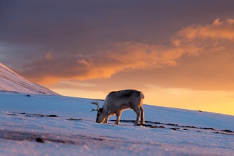 caption: A Svalbard reindeer snuffles through the snow.