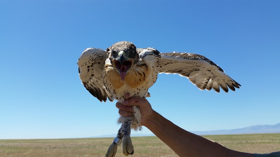 caption:  As ferruginous hawk populations decline in Washington, the state Fish and Wildlife Commission voted to change the status of the hawks from threatened to endangered.