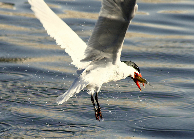 caption: A Caspian tern snatches a fish out of the water.