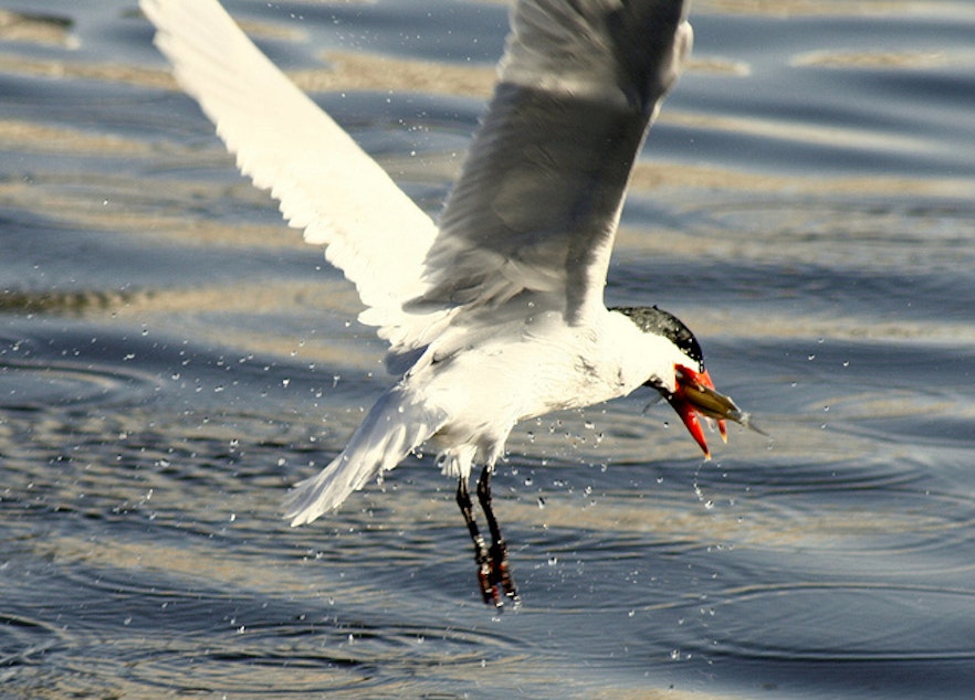 caption: A Caspian tern snatches a fish out of the water.