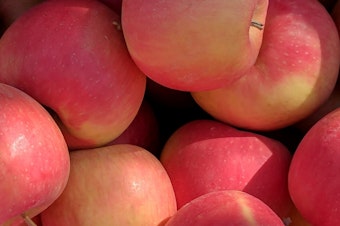 caption: WA-64 is an apple variety developed by Washington State University. It started developing the apple in 1998 and filed for a patent in 2022. WSU expects the apple to be ready for store shelves in 2029. 