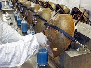caption: Horseshoe crabs are bled alive at a facility in Charleston, S.C., in June 2014.