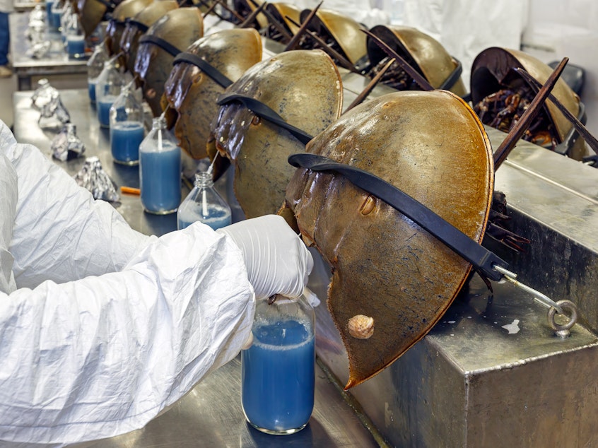 caption: Horseshoe crabs are bled alive at a facility in Charleston, S.C., in June 2014.
