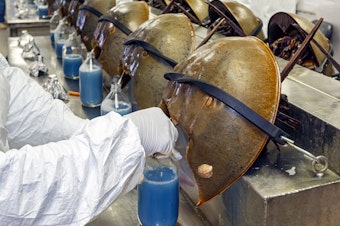 caption: Horseshoe crabs are bled alive at a facility in Charleston, S.C., in June 2014.