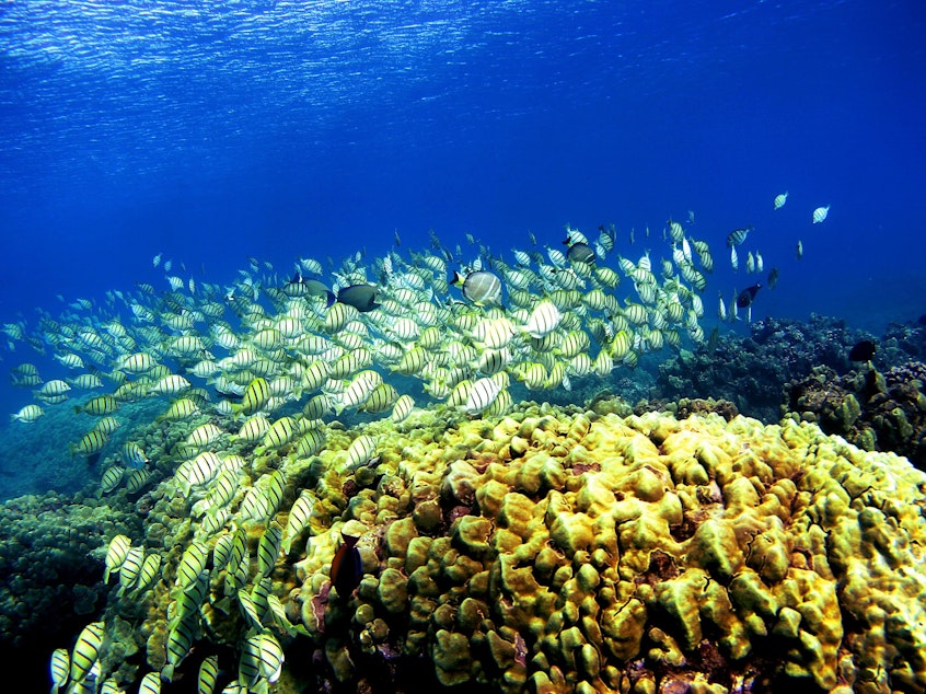 caption: As oceans get hotter, scientists are looking for ways to safeguard coral species so they can be used to restore reefs in the future.
