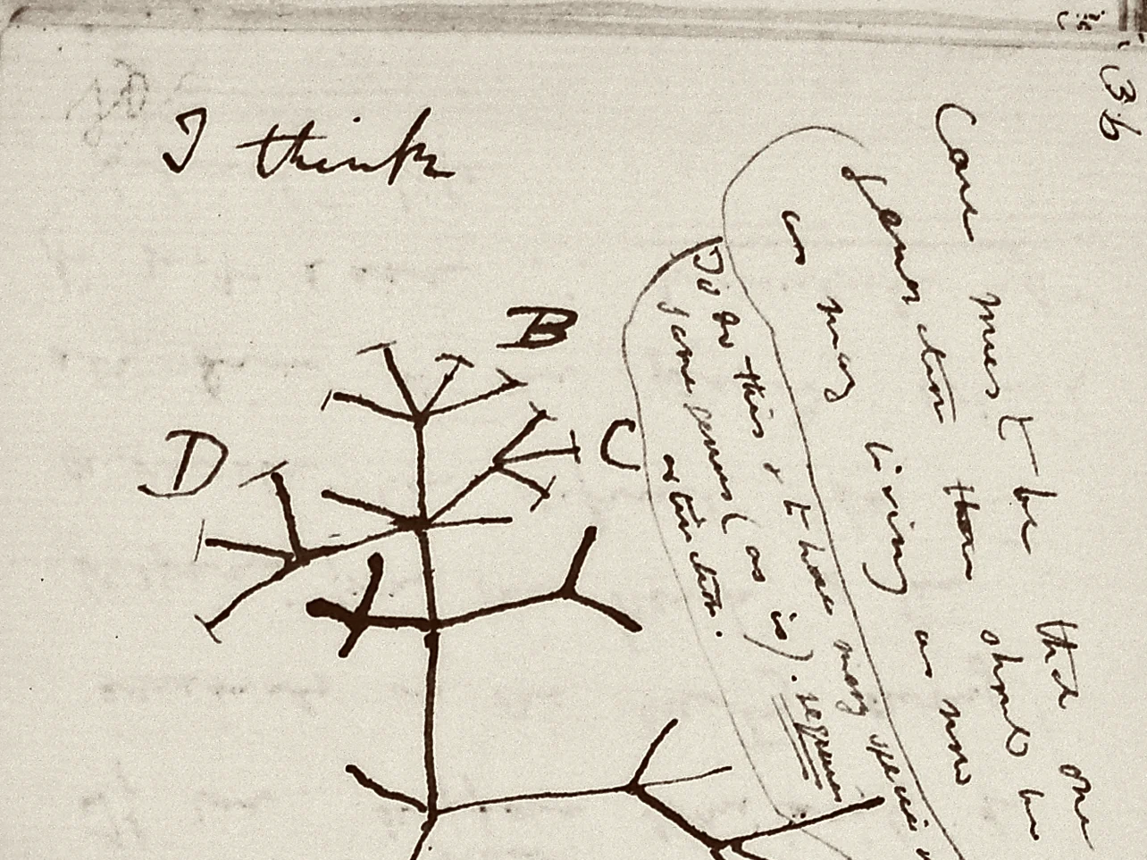 caption: Included in the missing notebooks is Charles Darwin's famous "tree of life" sketch, according to Cambridge University Library.