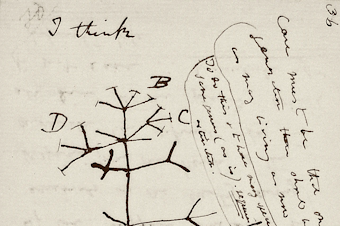 caption: Included in the missing notebooks is Charles Darwin's famous "tree of life" sketch, according to Cambridge University Library.