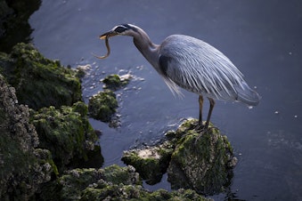caption: A Great Blue Heron enjoys a meal on Friday, June 4, 2021, at the Ballard Locks in Seattle.