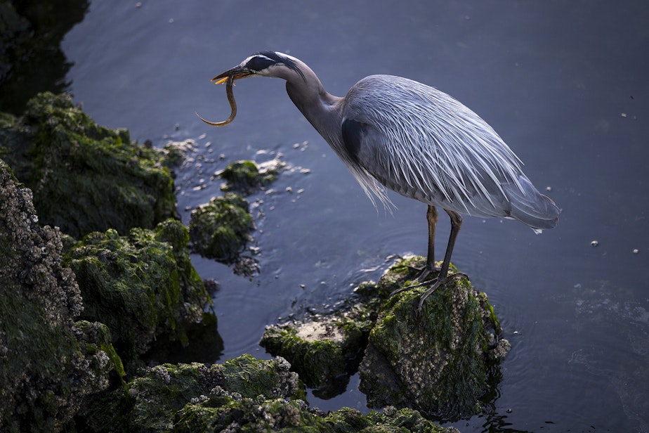 caption: A Great Blue Heron enjoys a meal on Friday, June 4, 2021, at the Ballard Locks in Seattle.