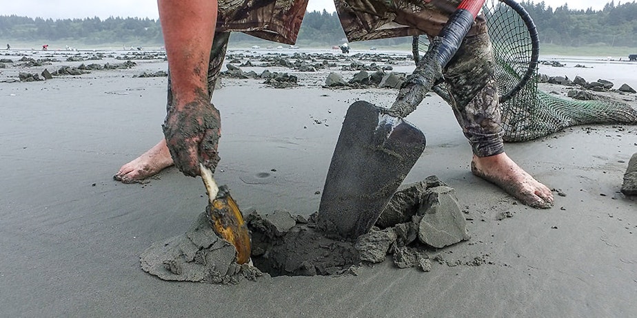 caption: A Quinault tribal member digs up a razor clam on a Quinault Reservation beach in 2017.