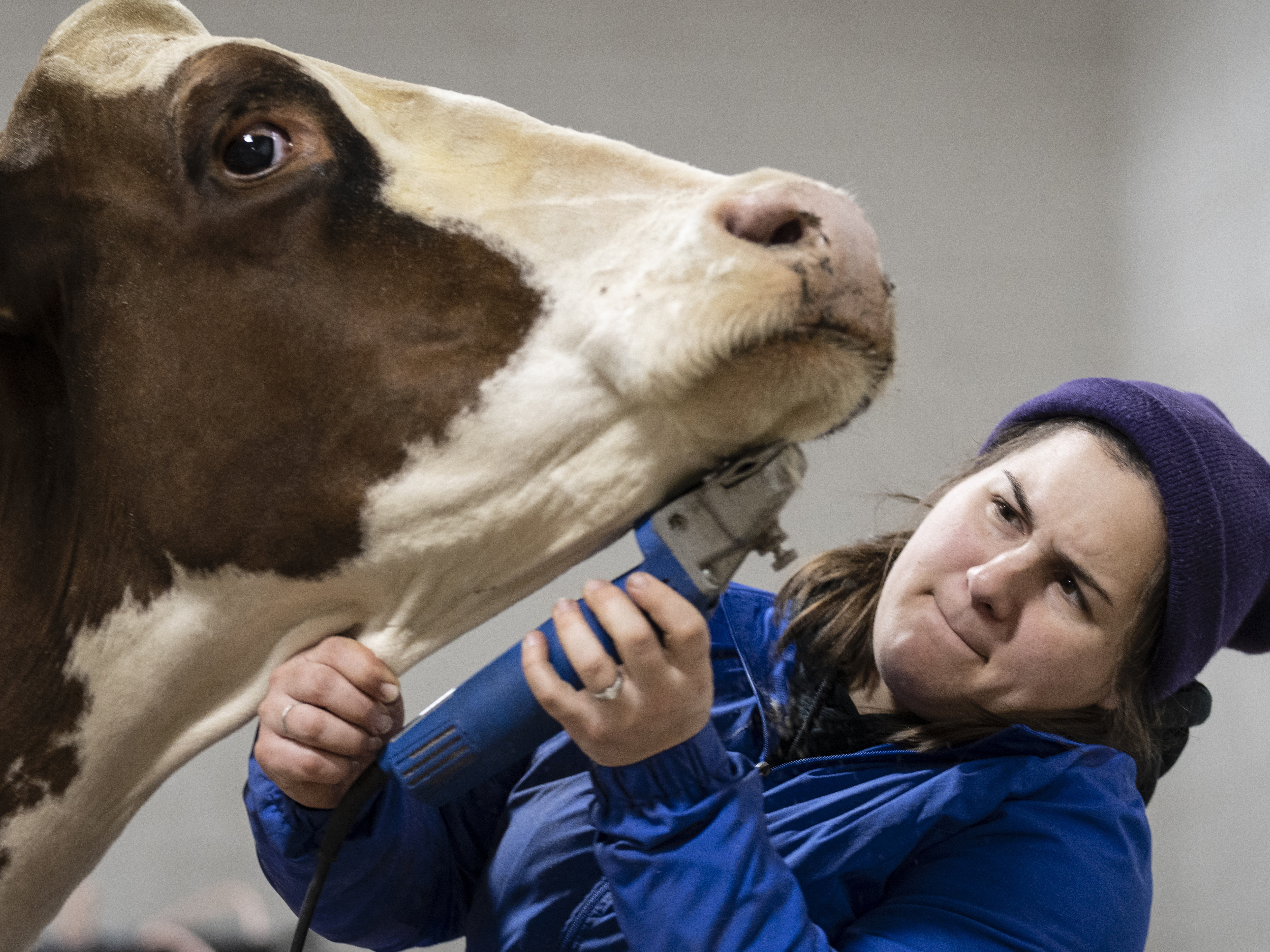 caption: Deidra Bollinger of Lancaster County shaves Rozabel red and white dairy cow at the annual Pennsylvania Farm Show in Harrisburg, Pa., Wednesday, Jan. 11, 2023.