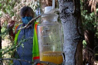caption: A bottle containing orange juice and rice cooking wine is set as a trap by Jenni Cena, pest biologist and trapping supervisor from the Washington State Department of Agriculture, in an effort to catch Asian giant hornets, also known as murder hornets.
