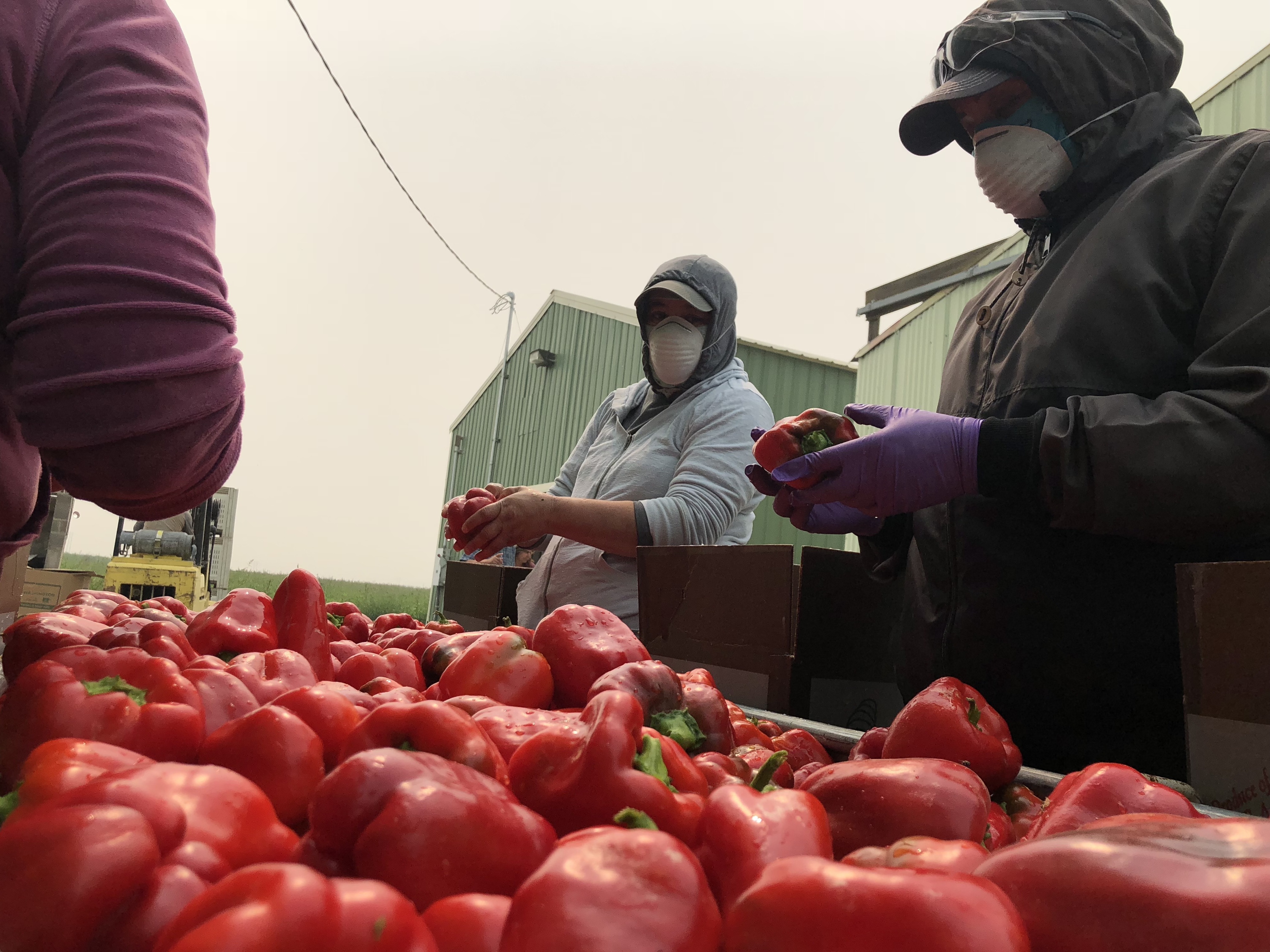 caption: Workers in dust masks wash fresh red bell peppers in smoky conditions outside of Eltopia, Wash. Even with the masks, the smoke is still causing tight chests, itchy eyes and dry throats.