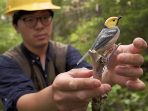 caption: Oregon State University doctoral student Hankyu Kim sets up a decoy of a hermit warbler. Songbird populations have been declining, and rising temperatures are one reason.