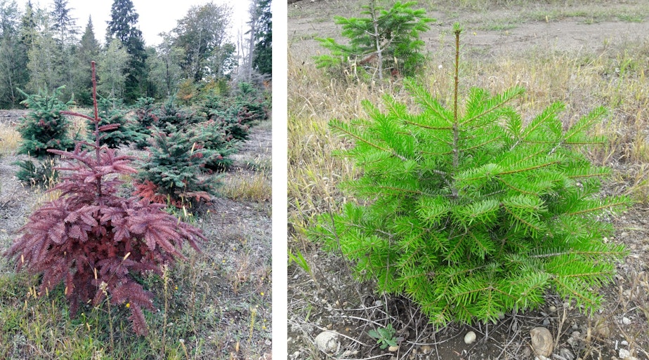 caption: Noble Firs on the left, damaged by drought. Nordmann Firs from Turkey on the right.