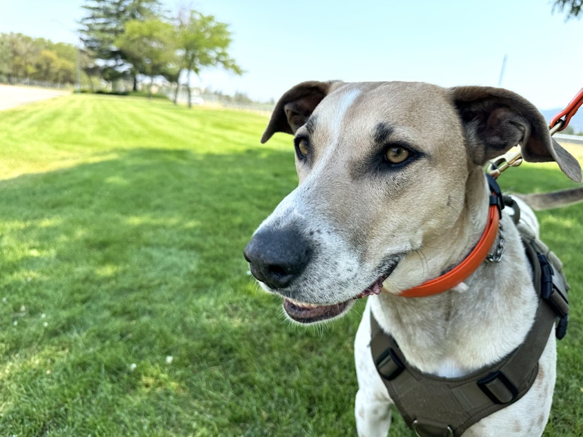 caption: Fin is about 4 years old and is a Catahoula leopard dog, blue lacy and Australian kelpie mix. He can inspect up to 140 boats per day.