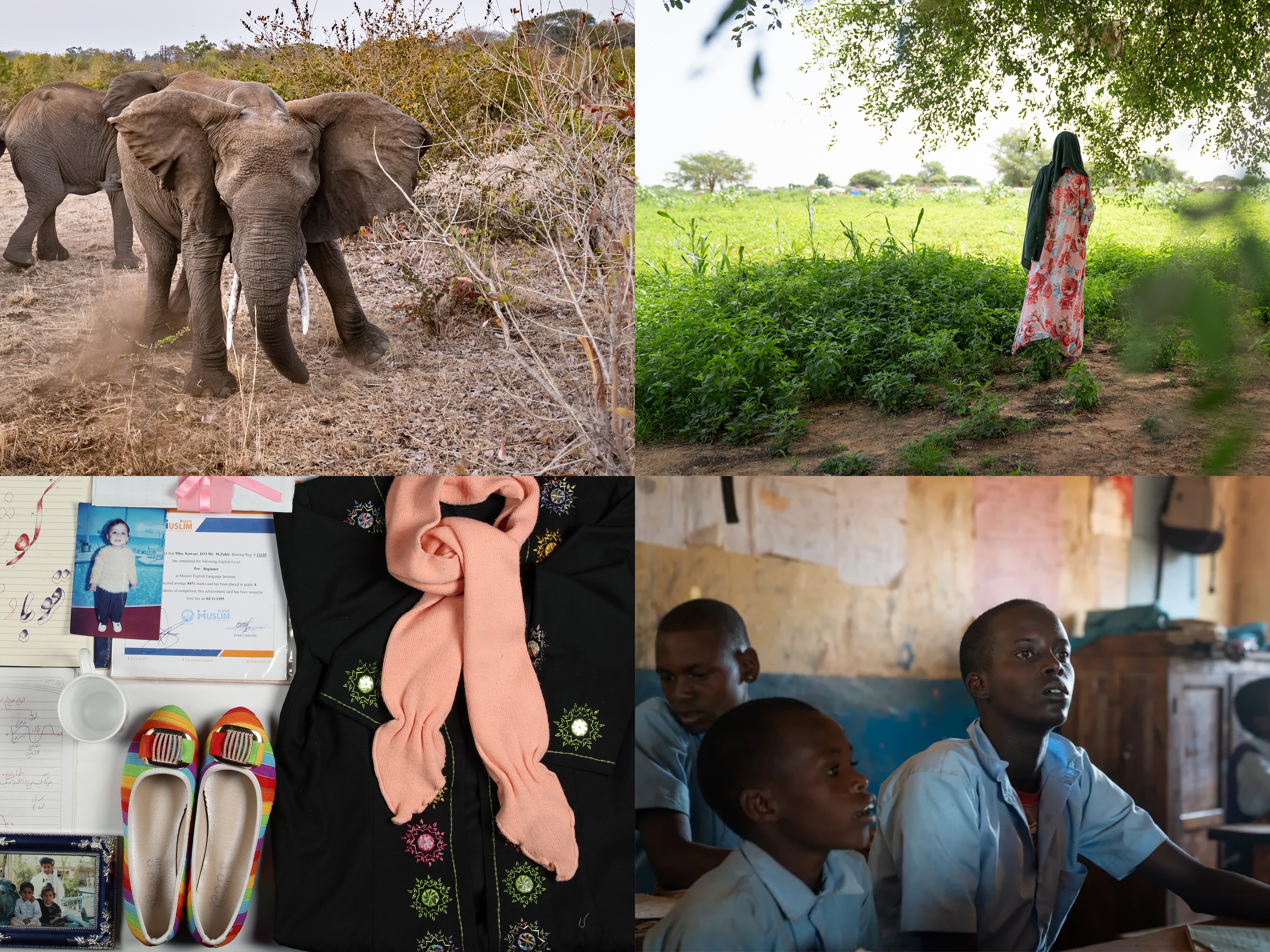 caption: Clockwise from upper left: elephants are clashing with villagers in Zambia; a Sudanese refugee in Chad; 15-year-old Paris Lekuuk of Kenya has decided to start his schooling and is in third grade; artifacts from an Afghan museum honoring those who died in attacks and conflict.<br>