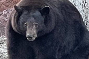 caption: Hank the Tank is "our big bear friend who has adopted the Tahoe Keys neighborhood as his residential area," police in South Lake Tahoe, Calif., say. Officials with the California Department of Fish and Wildlife say that DNA samples show that at least two other large bears have broken into nearly two dozen homes.