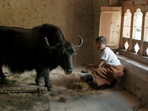 caption: A villager brings a yak into the classroom so the new teacher will understand how important the animals are to the village of nomadic yak herders. Yak dung is important too — used to warm homes.