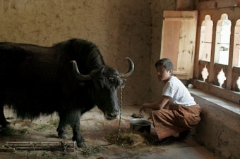 caption: A villager brings a yak into the classroom so the new teacher will understand how important the animals are to the village of nomadic yak herders. Yak dung is important too — used to warm homes.