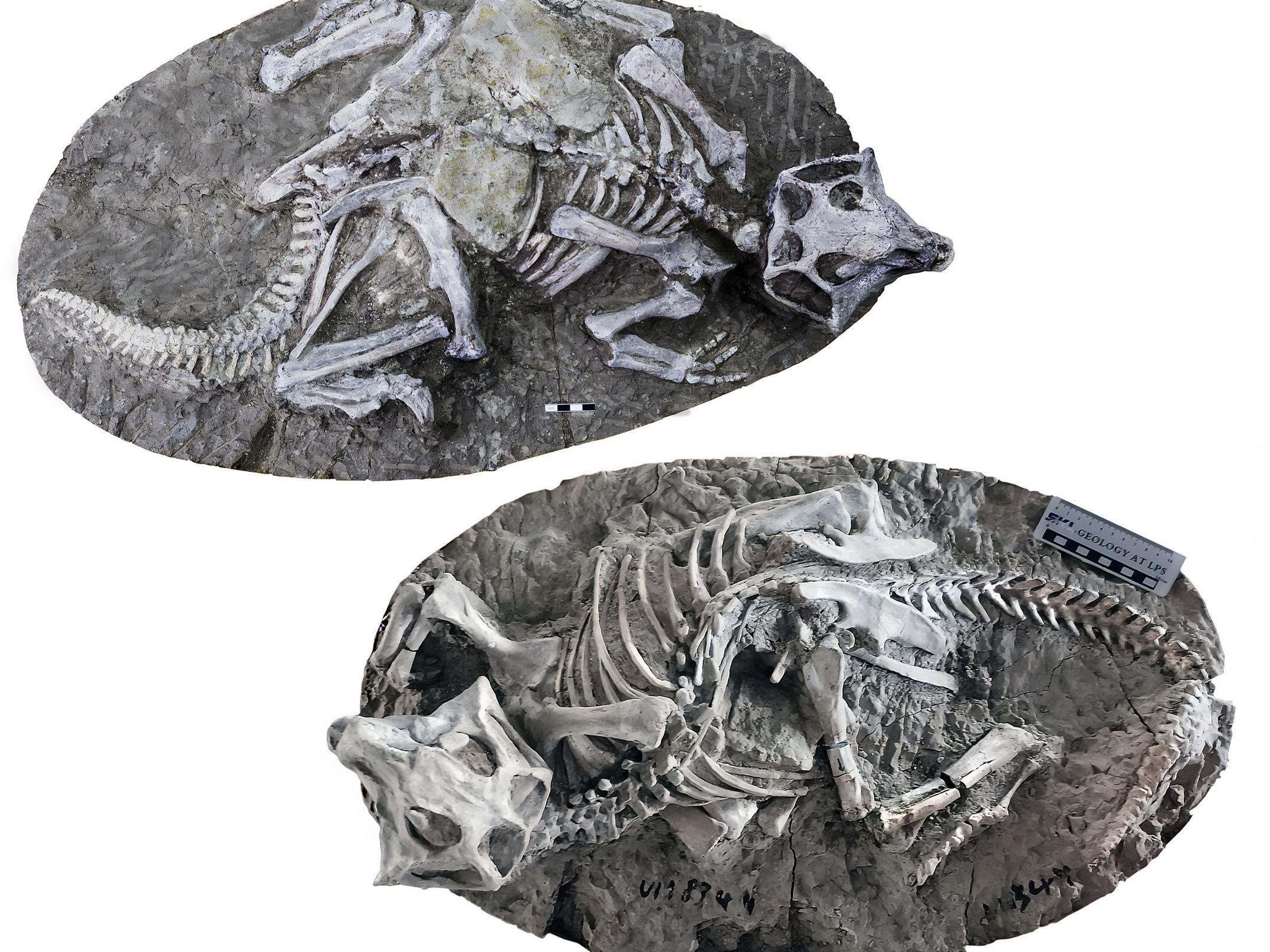 caption: Two complete skeletons of the dinosaur <em>Psittacosaurus</em> from one of the sites analyzed by the research team. Some scientists say these fossils show evidence of preservation due to their burrows collapsing.