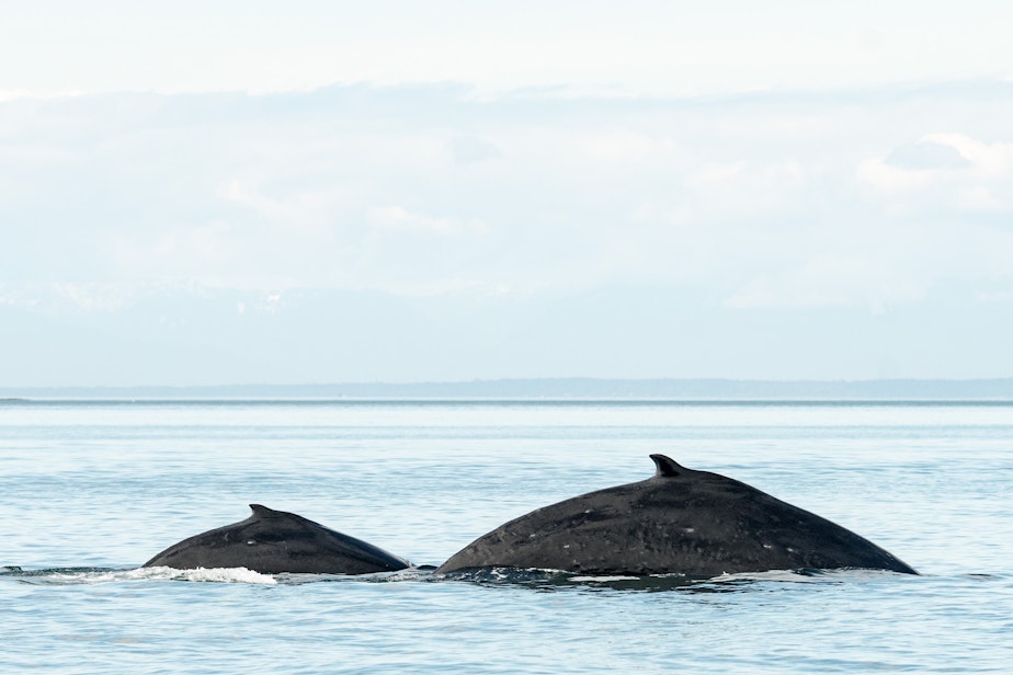 caption: Salish Sea whale watchers were treated in May 2021 to humpback whale mother Slate surfacing with her young son Malachite.